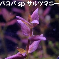 バコパ sp サルツマニー  3本 水中葉  送料無料