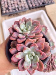 予約販売 6鉢 若桃 根付き ポット付き 韓国苗 サボテン 多肉植物 予約販売 6鉢 若桃 根付き ポット付き 韓国苗 サボテン 多肉植物