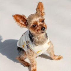 犬と生活　くまくまタンク