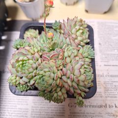 ☆オーストラリアキャプテンヘイ②　大きな群生♪多肉植物
