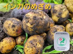 【値下げセール中❗】自然栽培　青森県産じゃがいもインカのめざめ　1.8キロ