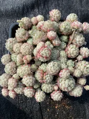 SALE】ラノリンボール 大株群生 エケベリア 韓国苗 多肉植物