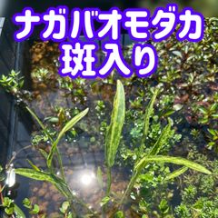 ナガバオモダカ斑入り1株