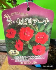 6817　ラ・セビリアーナ★庭に花を絶やせたくないかたにお勧め★修景バラ★接木