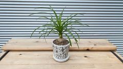 【観葉植物】トックリラン　ノリナ　5号陶器鉢