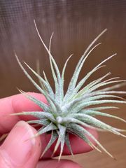 【ネコポス】チランジア イオナンタ ロゼア　Tillandsia ionantha ‘rosea’ キンクマ農園☆T00063