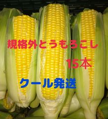 規格外 とうもろこし 黄色 15本 クール便