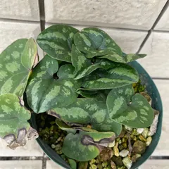 完売　天然＊野生【全て今春の新芽＊お花沢山/カンアオイ＊寒葵】瑞々しく勢い炸裂！ カンアオイ（寒葵）：雪月花 3号ポット の通販 | 園芸ネット