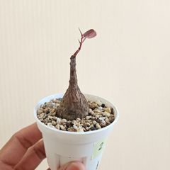 ②　♡ミニ株♡〚フィランサス・ミラビリス〛Phyllanthus Mirabilis 塊根植物 コーデックス ポット発送