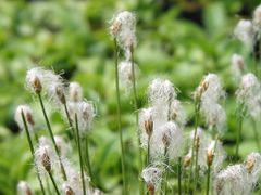 新芽の出た緑色の落葉樹 イヌエンジュ苗木1メートル - メルカリ