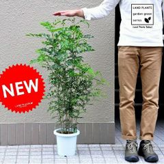 小葉 ジャボチカバ 10号 159cm - メルカリ