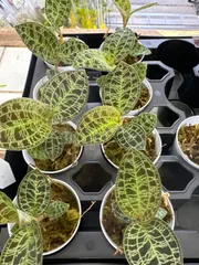 s2620 マコデスペトラ　ジュエルオーキッド　宝石蘭