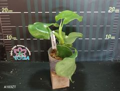 フィロデンドロングラジエラエ  Philodendron grazielae