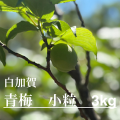 【2025年度】白加賀　青梅「小粒」　3kg