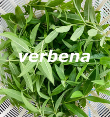 レモン バーベナ ベルベーヌ 30g ハーブ