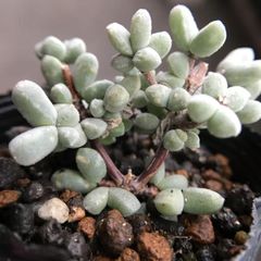 新入荷　多肉植物　ドロサンテマム  subalbum Grootgraaf  抜き苗　１株