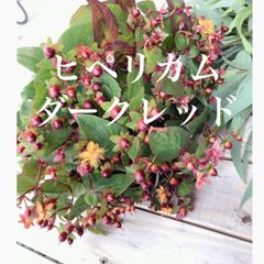 2024採取　ヒペリカム　ダークレッドの実　種　花10個分　★珍しい色　★大人かっこいい色
