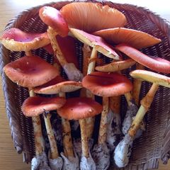 天然きのこ78　訳ありタマゴタケ750g