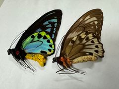 蝶の標本★マライタ島産アオメガネトリバネアゲハペアNo.1