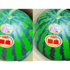 熊本県産 高級 すいか 西瓜 大玉 羅皇 スイート 赤 2玉入り 3L サイズ 箱込み 1玉あたり 8キロ以上 秀品（001） 完熟 ギフト プレゼント用 贈答用 お中元 お祝い お見舞い 果物 フルーツ【バイヤー推奨商品】【5月下旬以降発送】