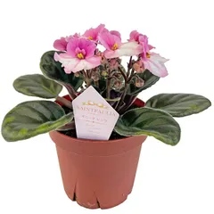 2025年最新】セントポーリア苗の人気アイテム - メルカリ