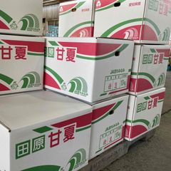 愛知・静岡産他　訳ありあまなつ　約10ｋｇ箱入り サイズお任せ