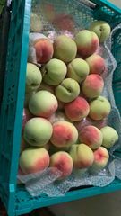 空港便　タイ産 マンゴー　芒果 Mango มะม่วง quả xoài 空港便 タイ産 マンゴー 芒果 Mango มะม่วง quả xoài - メルカリ