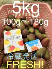 沖縄県産　摘果マンゴー　青マンゴー　5kg