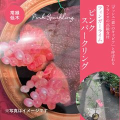 フィンガーライム・ピンクスパークリング