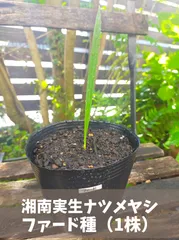 『観葉植物・室内、お庭のシンボルツリーにも♪』☆ナツメヤシ（ファード種）実生苗☆1株 樹高約20cm～のサムネイル