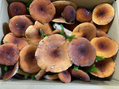 チチタケ 1kg クール便送料込み - メルカリ