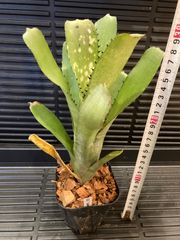 ビルベルギア Billbergia Kahakai タンクブロメリア - メルカリ