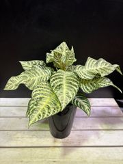 ダニア・シルバークラウド　4号　斑入り　白　明るい　インテリア　グリーン　観葉植物