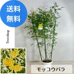 モッコウバラ 【送料無料】 15cmプラ鉢 高さ0.9m　幅0.5ｍ バラ 八重咲き 黄花 薔薇 花 苗 ツルバラ 黄色 ※2025.4.30現在、お花は終わっています。