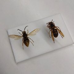 スズメバチネジレバネ 標本 スズメバチネジレバネのオス標本 頭部腹側[32146002872]の写真