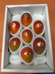 沖縄県産マンゴー 規格外1.6〜1.7kg