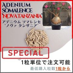 激レア【種子】ノヴァ タンザニア / セット割あり 数量1粒から購入OK