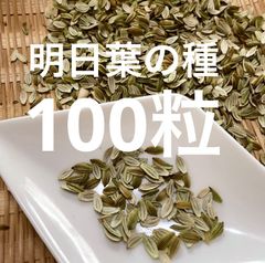 【無農薬】明日葉（アシタバ）の種　100粒
