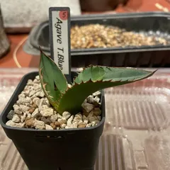 アガベ チタノタブルー 実生 5 アガベ チタノタ ブルー agave titanota Blue NO.5 | mana's