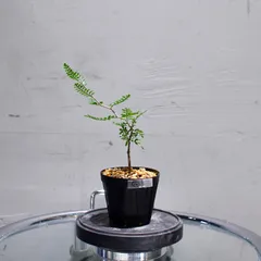 【国内実生】出品最終日 大特価オペルクリカリア・パキプス 塊根優良形成株 RAFLUMコレクション】オペルクリカリア パキプス 【現地球/発根