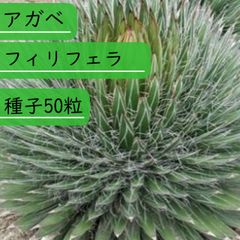 【種子】アガべ フィリフェラ 種子50粒