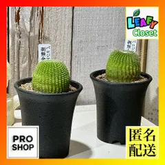 2025年最新】サボテン 金晃丸の人気アイテム - メルカリ