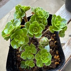 多肉植物 ピンクルルビー❣️抜き苗 - メルカリ