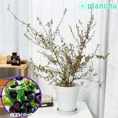 PLANCHU 果樹 ビルベリー 7号鉢 受け皿付き 育て方説明書付き Vaccinium myrtillus 苗 苗木 庭木 植木 ブルーベリー
