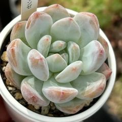 人気品種！★ラウリンゼ 多肉植物（ポット・速達付）自家繁殖 国産