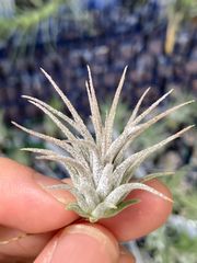 【ネコポス】チランジア イオナンタ パープルハート Tillandsia ionantha  'Purple Heart' キンクマ農園☆T0135