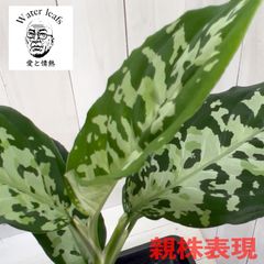 アグラオネマ ピクタム ホワイトアワン