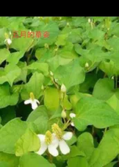 2025年最新】鱼腥草の人気アイテム - メルカリ