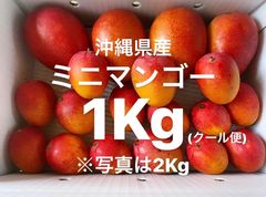 【数量限定先行予約】沖縄県産「中、小玉あり、完熟ミニマンゴー」1Kgクール便発送