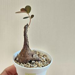 ⑦　♡ミニ株♡〚フィランサス・ミラビリス〛Phyllanthus Mirabilis 塊根植物 コーデックス ポット発送